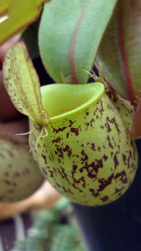 N. ampullaria - speckled: BE-3007