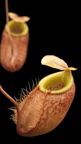 N. bellii - selected clone: BE-3026