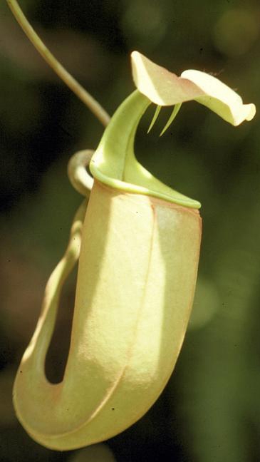 N. bicalcarata - Brunei orange - selected clone: BE-3029