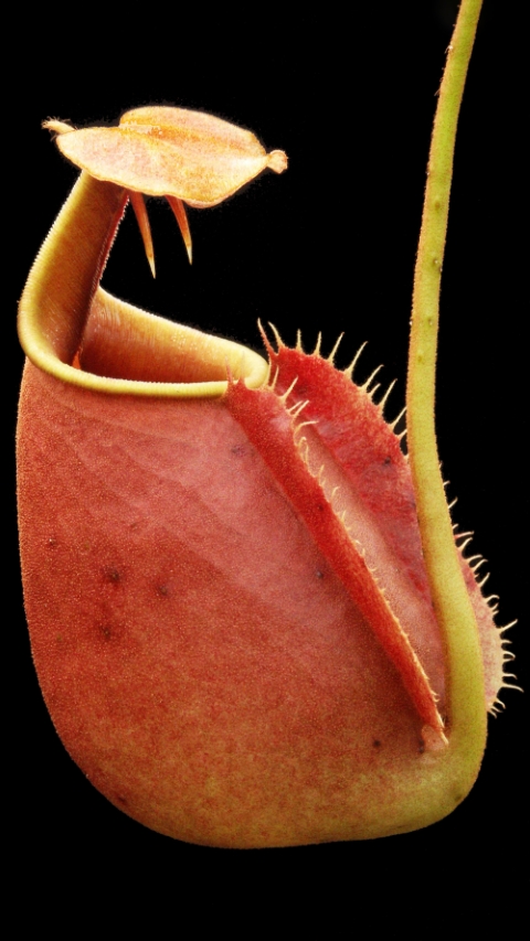 N. bicalcarata - Brunei red-flush - selected clone: BE-3031