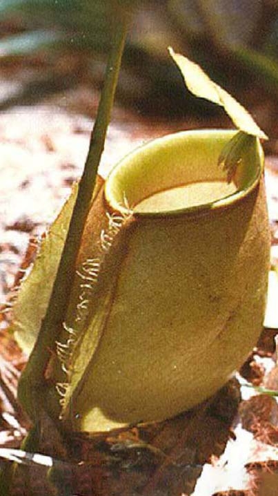 N. bicalcarata x ampullaria – selected clone: BE-3033