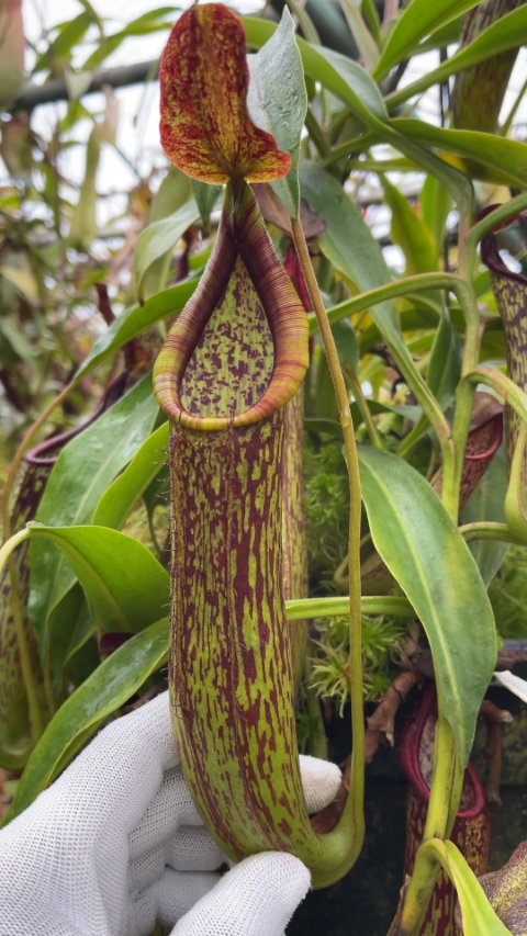 N. copelandii - assorted clones: BE-3046