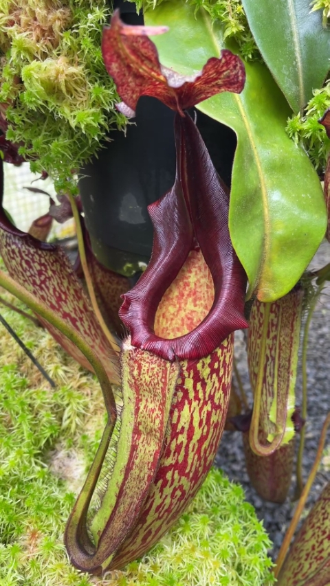 N. maxima - Lumut – best selected clone: BE-3067