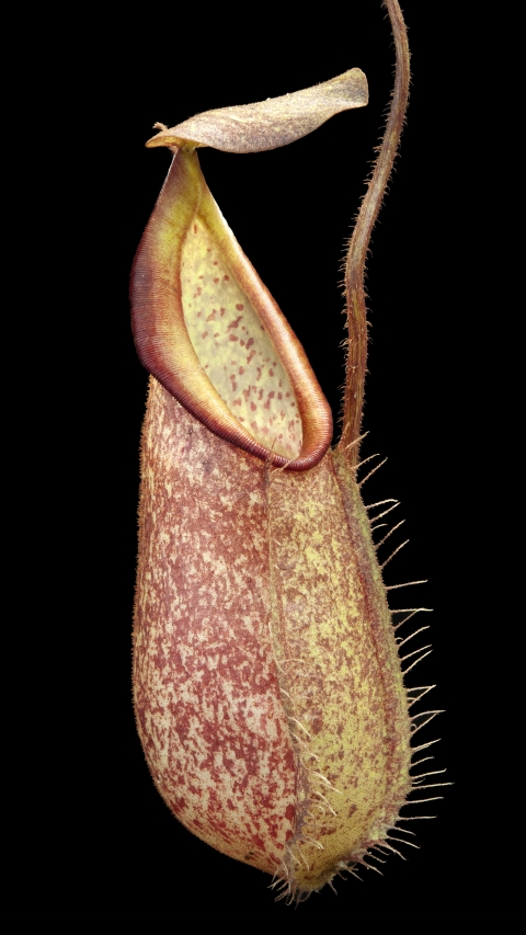 N. hirsuta - Serapi - assorted clones: BE-3083