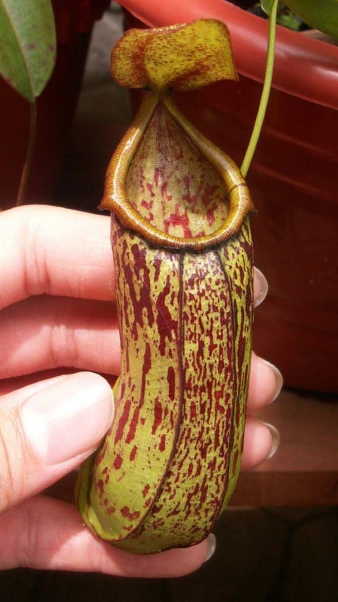 N. biak - selected clone: BE-3089