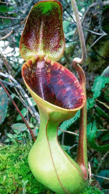 N. lowii - Trus Madi - best selected clone: BE-3100