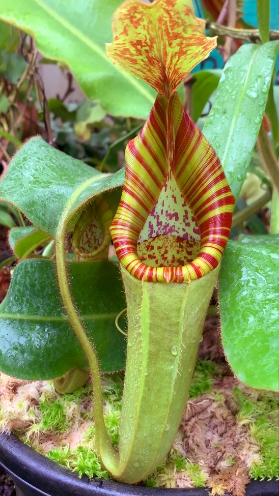 N. chaniana x veitchii - best selected clone: BE-3137