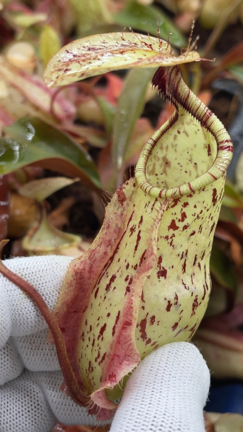 N. rafflesiana - Brunei light speckled - selected clone: BE-3141