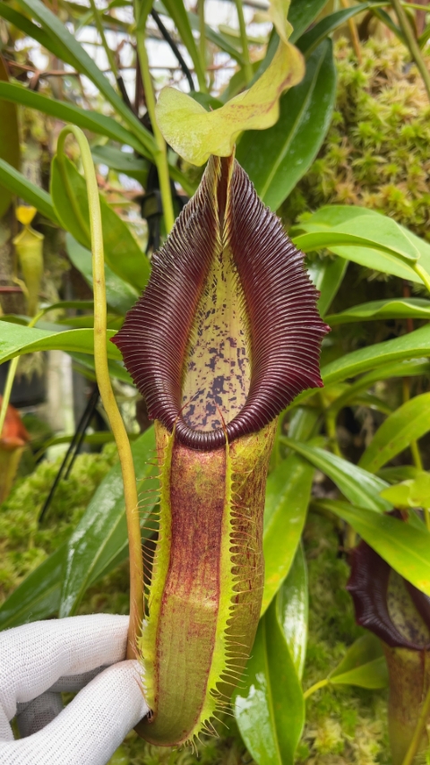 N. singalana - Belirang - best selected clone: BE-3170