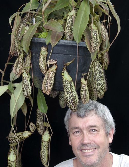 N. spectabilis - Sibuyatan - assorted clones: BE-3177