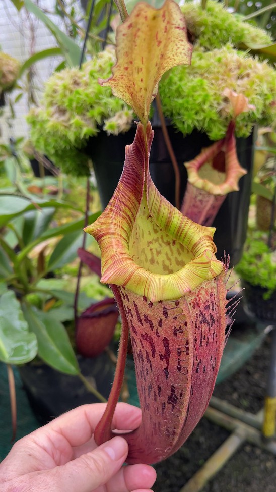 N. veitchii x platychila – selected clones: BE-3213