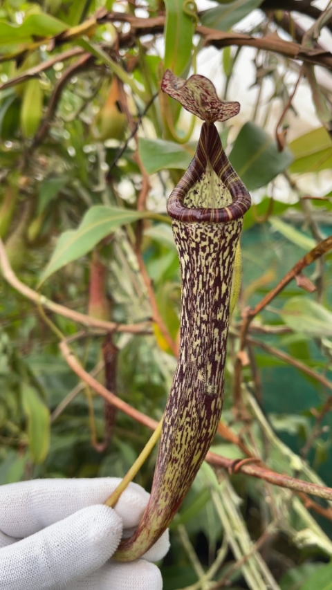 N. vogelii – selected clone: BE-3256