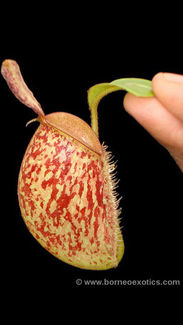 N. ampullaria -'Bronze Nabire’ - selected clone: BE-3304