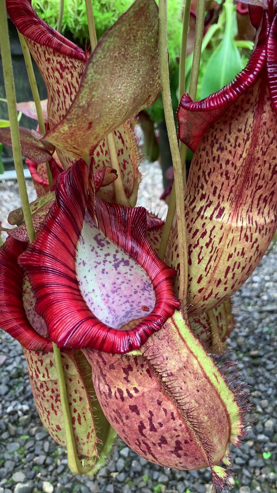 N. spathulata x spectabilis – assorted clones: BE-3314