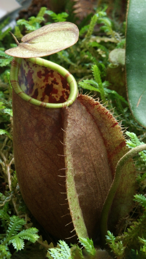 N. tomoriana - assorted clones: BE-3344