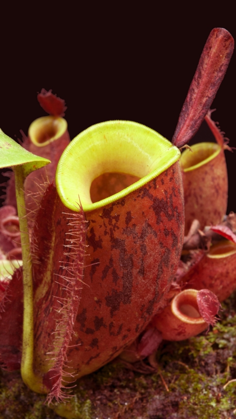 N. ampullaria 'Lime Twist': BE-3390