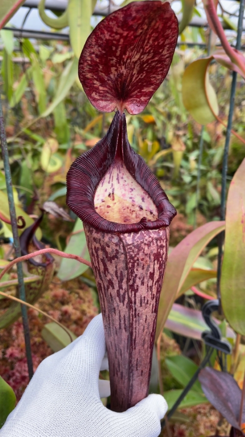 N. (veitchii x lowii) x spectabilis – assorted clones: BE-3400