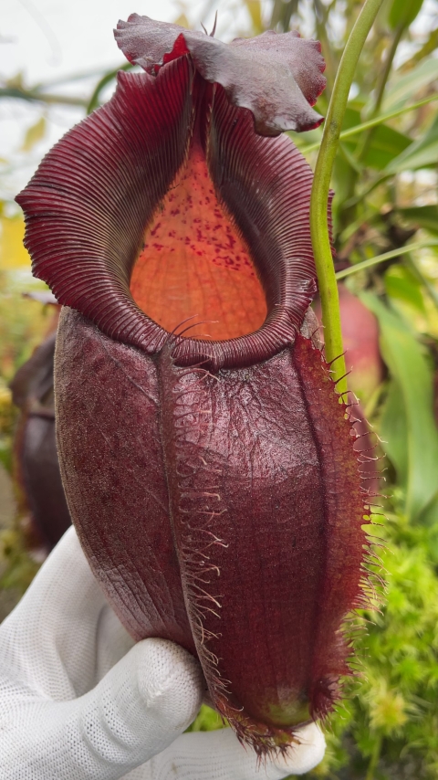 N. spathulata x gymnamphora – best selected clone: BE-3422