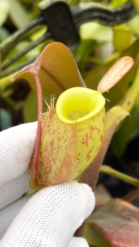 N. ampullaria - Papua intermediate : BE-3450