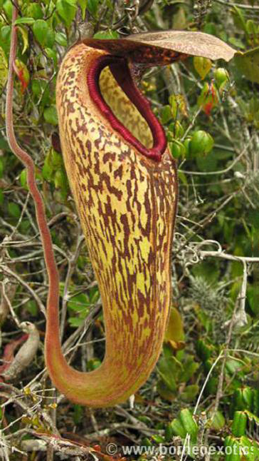 N. klossii - confirmed true clone: BE-3452