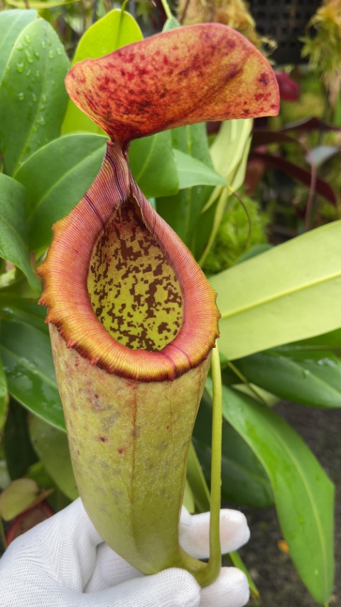 N. merrilliana x campanulata: BE-3473