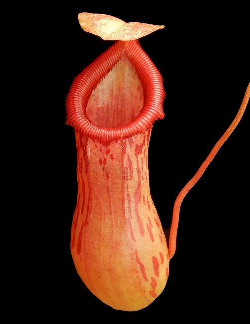 N. ventricosa x burkei – selected clone: BE-3479