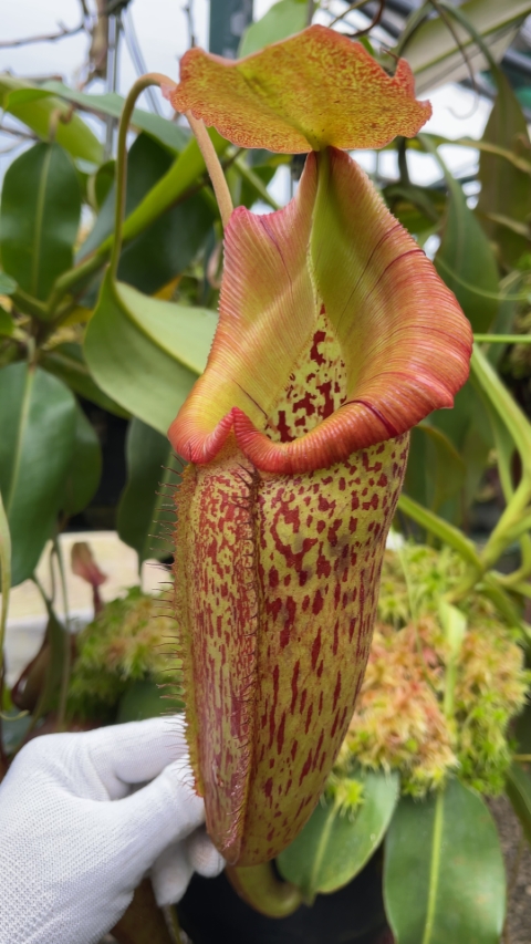 N. talangensis x robcantleyi: BE-3497