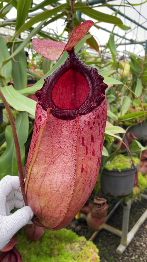 N. sibuyanensis x merrilliana – assorted clones: BE-3542