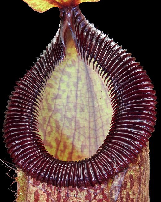 N. sibuyanensis x hamata - assorted clones: BE-3562