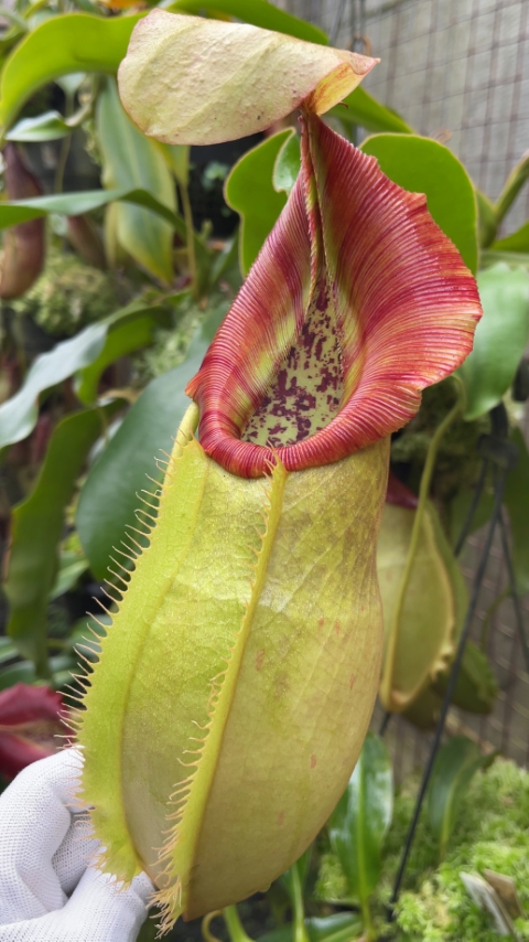 N. spathulata x veitchii: BE-3648