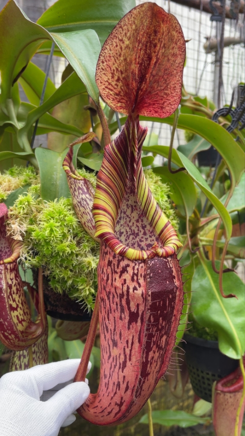 N. spectabilis x veitchii: BE-3664