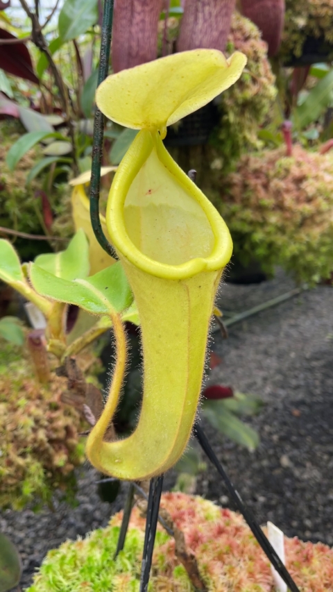 N. chaniana - assorted clones: BE-3673