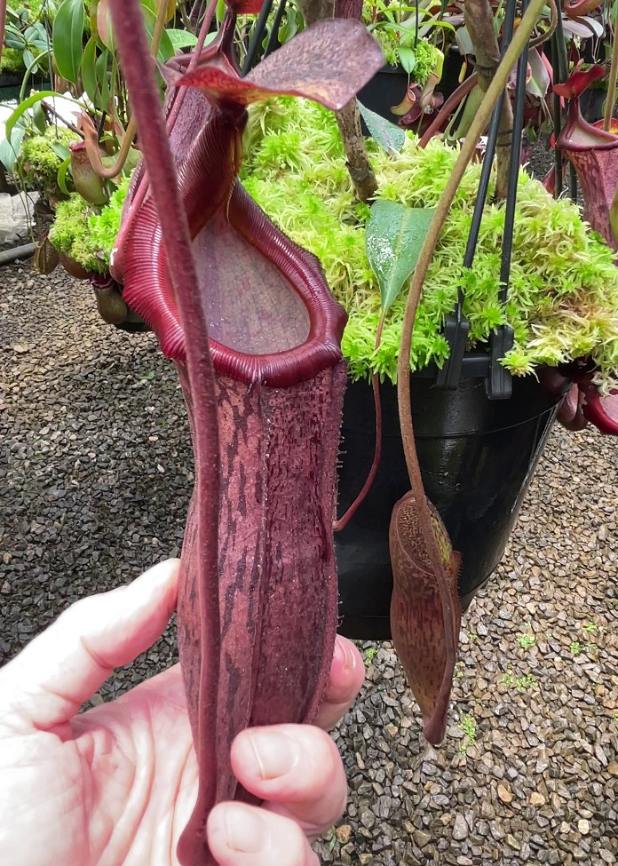 N. boschiana x mira - assorted clones: BE-3675