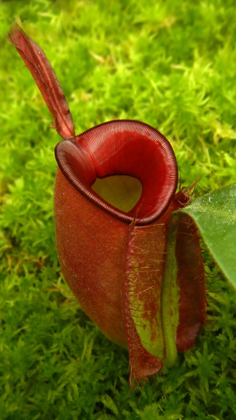 N. ampullaria - Brunei red - selected clone: BE-3681