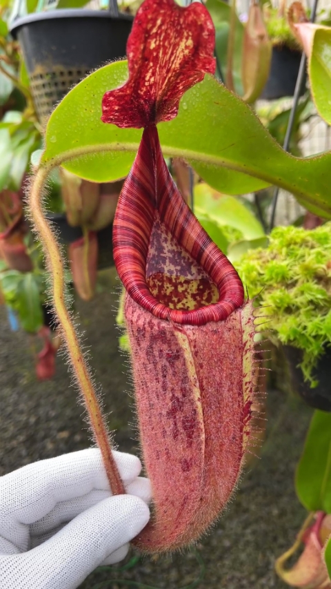 N. glandulifera x veitchii - assorted clones: BE-3689