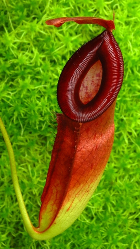 N. (ampullaria x ‘Viking’) x dubia – assorted clones: BE-3694