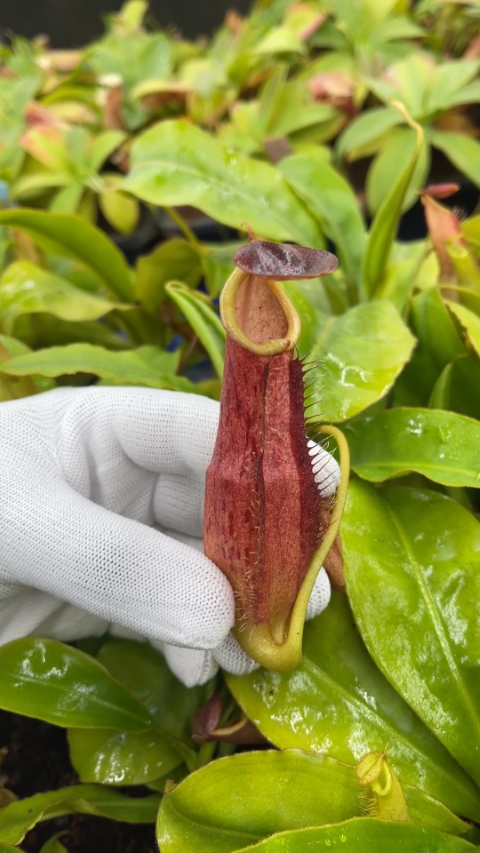 N. longifolia – single clone: BE-3704