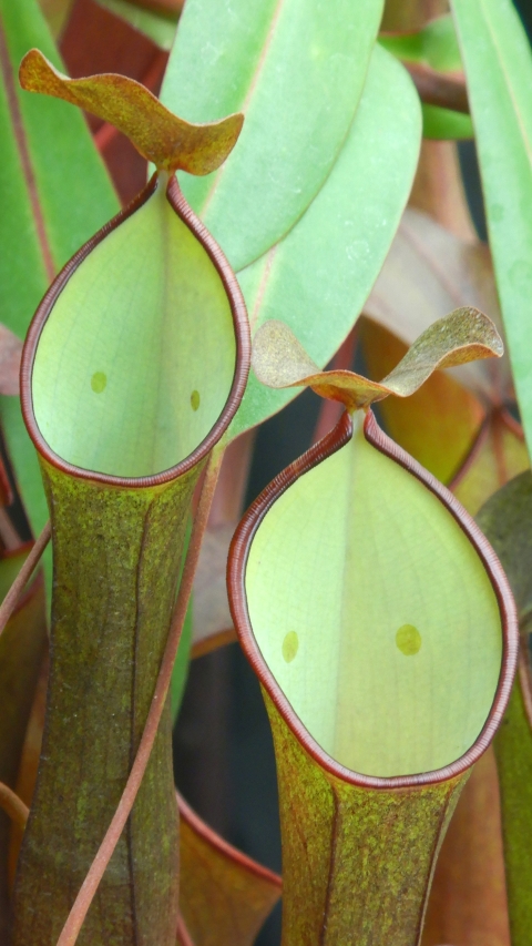 N. ramispina x reinwardtiana - assorted clones: BE-3711
