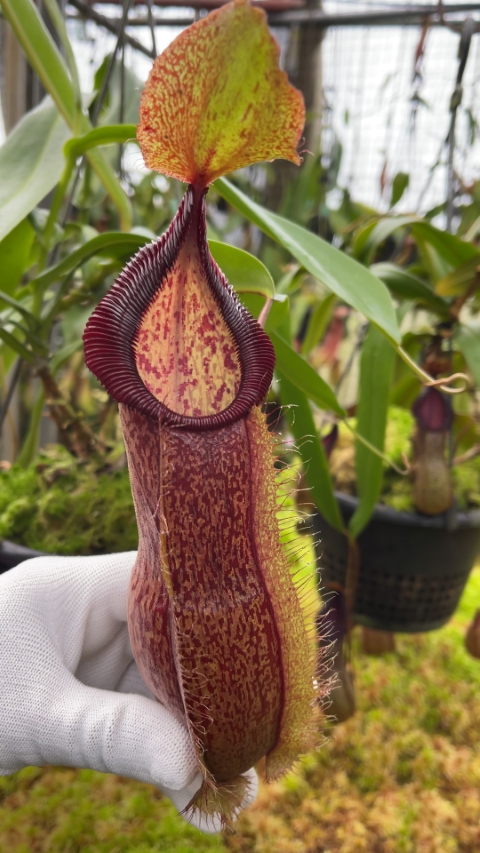 N. spathulata x hamata - assorted clones: BE-3712