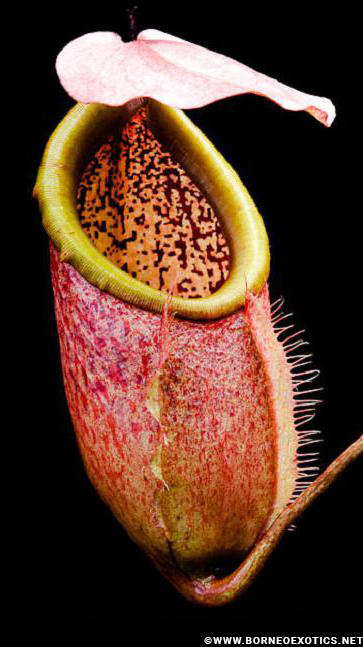 N. merrilliana – assorted clones: BE-3727