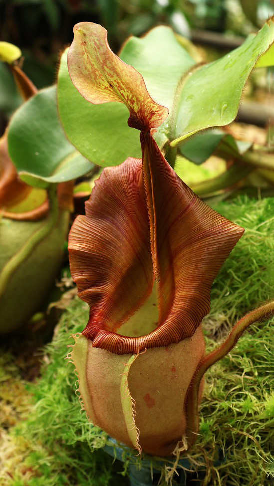 N. veitchii - Bario Highland - grex # 1: BE-3734