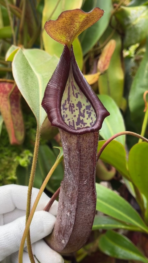 N. maxima x ramispina – best selected clone: BE-3740