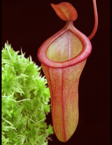 N. ventricosa x dubia – assorted clones: BE-3742