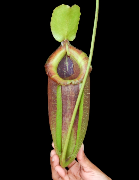 N. singalana x ampullaria – best selected clone: BE-3744