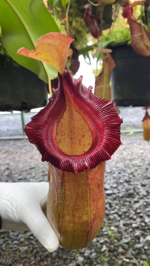 N. robcantleyi x (sibuyanensis x ventricosa): BE-3748