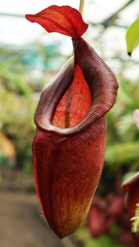 N. spathulata x dubia – assorted clones: BE-3751