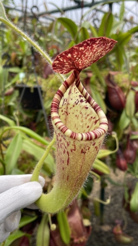 N. glandulifera - assorted clones: BE-3766