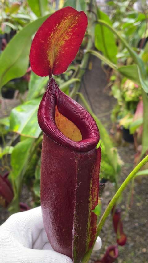 N. robcantleyi x ampullaria - selected clone: BE-3767