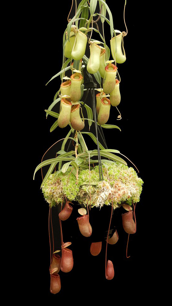 N. barcelonae - assorted clones: BE-3770