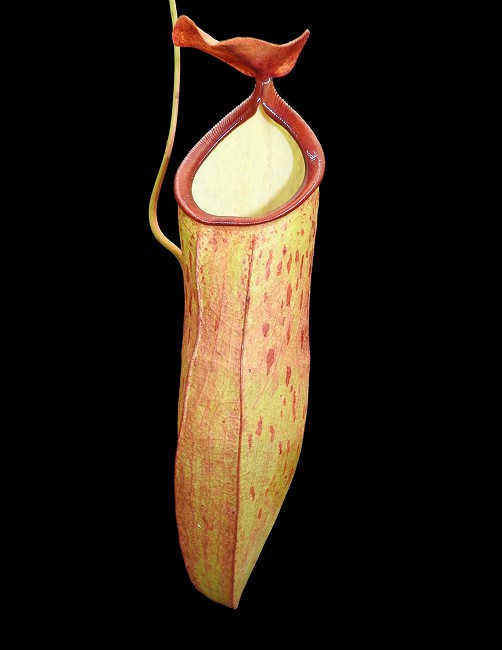 N. talangensis x reinwardtiana - assorted clones: BE-3780